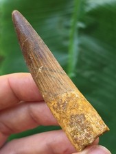 7,4 cm gebogener Zahn des Spinosaurus - Dinosaurier Fossil Zahn