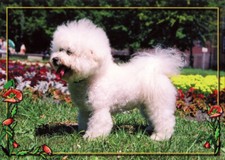 BICHON FRISE    POSTKARTE  **** Postcard   # 22