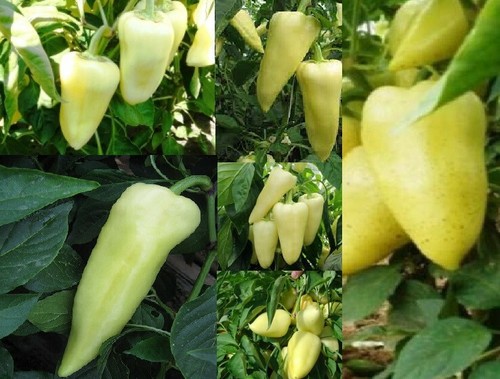 Ungarische samen paprika spitz - samen,