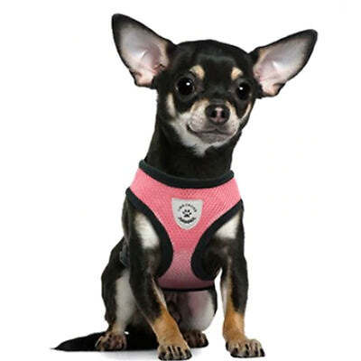 Soft mesh chihuahua - soft, oder