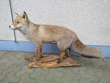 Fuchspräparat groß zur