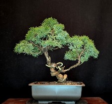 BONSAI CHINESISCHER WACHOLDER