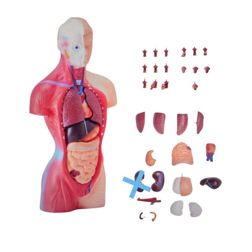 Vevor anatomie torso modell - anatomie,