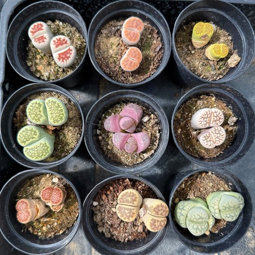 Lithops bunte lebende - ❀9,