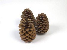 Kiefernzapfen, Pinienzapfen, Tannenzapfen zur Dekoration im Advent (12 - 17 cm)