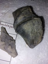 Versteinerung,   Brachiopode,  