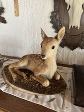 Tierpräparat Reh  Präpariert