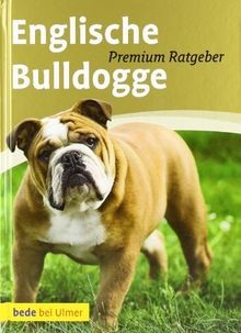 Englische bulldogge von - englische,