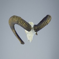 786MU Mufflon jagdtrophae