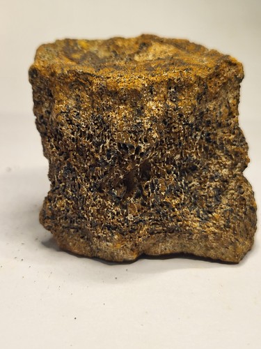 Triceratops wirbel seltenes - triceratops,