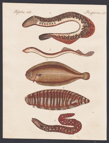 Lamprete neunauge lamprey - lamprete,