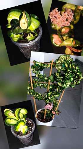 Hoya carnosa compacta - carnosa,