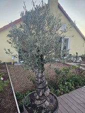 Olivenbaum (2,5m) mit Heizung und Abdeckung In altem Weinfass