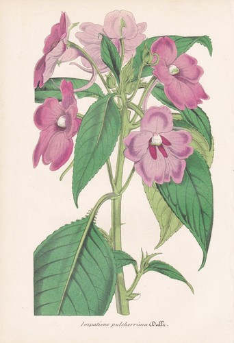 Impatiens pulcherrima india - impatiens,