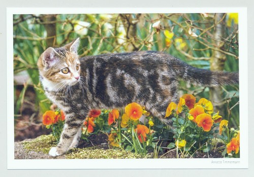 Postkarte katze im - katze, "im