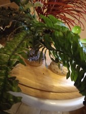 mehr als 10 künstliche Pflanzen Terrarium Kunstpflanzen Konvolut