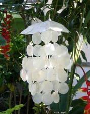 Perlmutt Windspiel Klangspiel Perlmut Mobile Muscheldeko Perlmuttmobile Muscheln