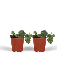 2x Scindapsus Pictus -