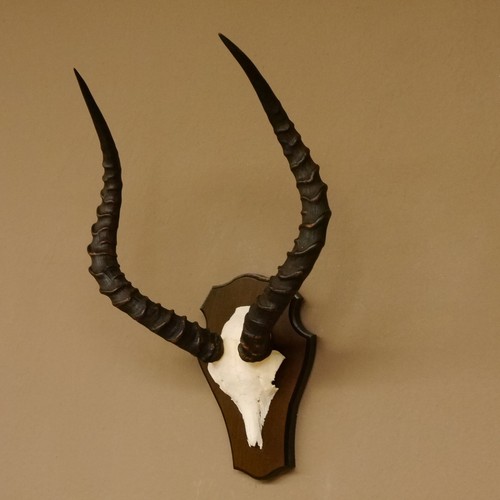 Impala antilope - impala,