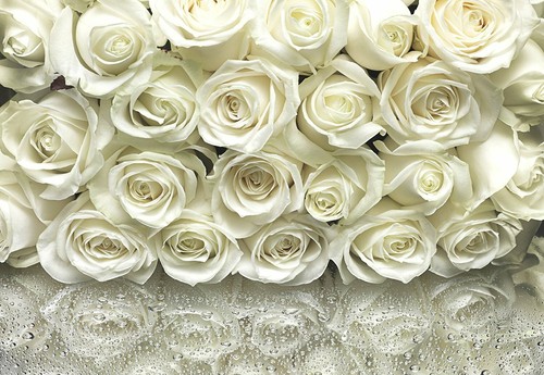 White roses fototapete - white,