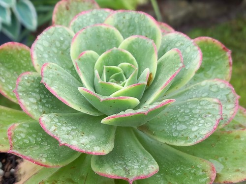 Aeonium orion - aeonium,