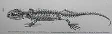 Skelett Anatomie Brückenechse oder Tuatara Sphenodon punctatus  Holzstich 1912