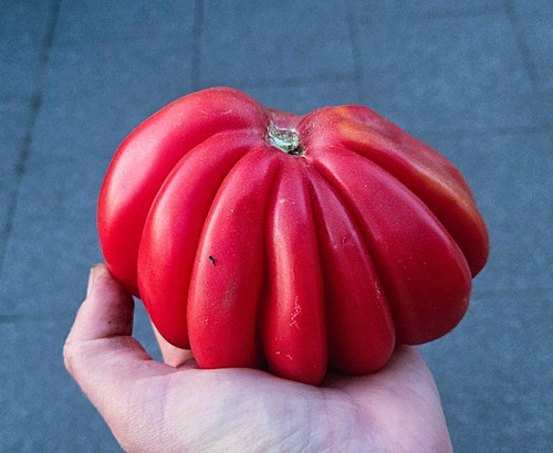 Pitanga fleischtomate - pitanga,
