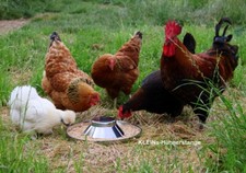 Futtertrog Edelstahl Hühner