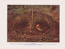 Laubenvogel Ptilonorhynchidae