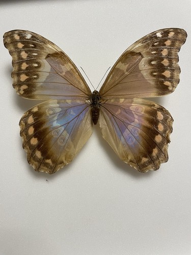 Entomologie*Morpho