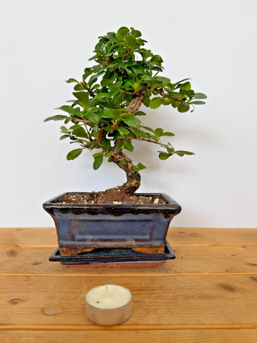 Zimmerbonsai fukientee - zimmerbonsai,