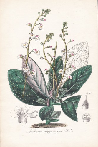 Achimenes argyrostigma new - argyrostigma,