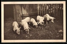 Schweine auf Futtersuche im Stall, Ansichtskarte 