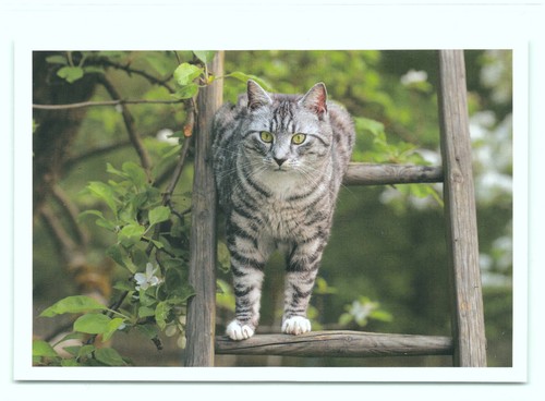 Postkarte katze - 33'',