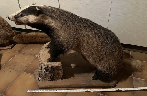 Tierpräparat großer