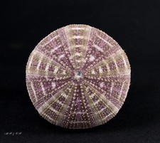 Seeigel, Sea urchin