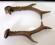 2 Geweihstangen vom Reh Geweih