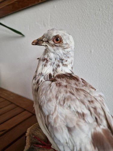 Taube tierpräparat präparat - taube,