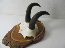 Gamskitz Kitz Gams Gamsbock Gämse Gamskrickerl Trophäe Geweih