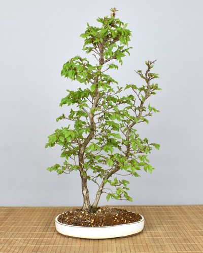Bonsai outdoor korean - bonsai,