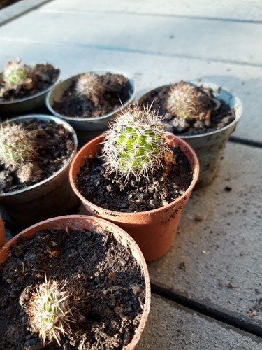 Süße baby echinopsis kaktus - baby,