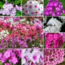 500 Samen PHLOX MISCHUNG