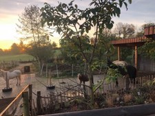 Einstellplatz für Wallach, Offenstall/PaddockTrail in 53940 Miescheid/Hellenthal