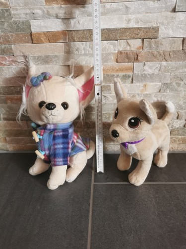Chihuahuas chi - chihuahuas, und