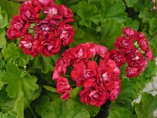 Pelargonie Rose of Bulgaria