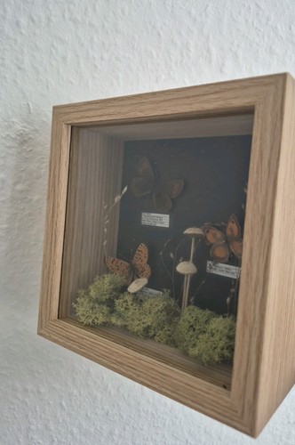 Schmetterlinge präparat - schmetterlinge,
