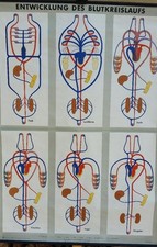 antike Schulwandkarte