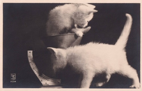 Foto katzen kätzchen waage - katzen,