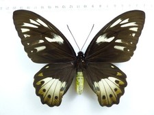 + ENTOMOLOGIE, SCHMETTERLING: ORNITHOPTERA PRIAMUS POSEIDON form? ♀ ARFAK MTS