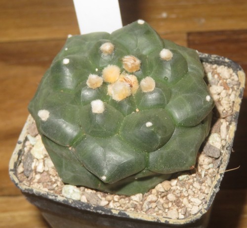 Astrophytum asterias kikko - asterias,